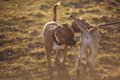 犬がドッグランで匂…の画像