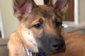 『表情が暗かった犬…の画像