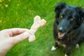 犬が食べ物を目の前…の画像