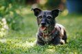 犬の『終活』ですべ…の画像