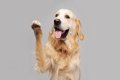 犬が『甘えたい』と…の画像