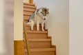 犬が『階段を降りら…の画像