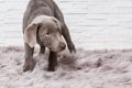 犬が不信感を抱いて…の画像