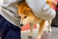 犬が病院で『注射に…の画像