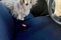 ふと『車の助手席に…の画像
