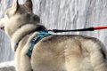 『滝とハスキー犬の…の画像