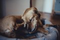 犬が食物アレルギー…の画像