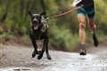 犬の肥満対策、効果…の画像