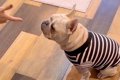 『バーン！』犬に倒…の画像