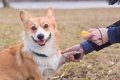 犬のトレーニングに…の画像