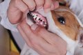 犬の歯茎が腫れたら…の画像