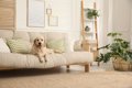 犬が『ソファの上に…の画像