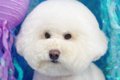 トリミングサロンに…の画像