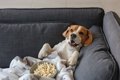 犬がリラックスでき…の画像
