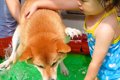 犬と2歳の女の子をプ…の画像