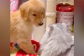 大型犬の赤ちゃんが…の画像