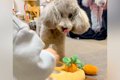 小さな男の子が『犬…の画像