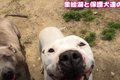 『強い犬』たちって…の画像