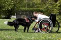 補助犬について　身…の画像