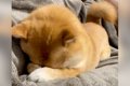 眠そうにしている犬…の画像