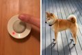 反抗期の犬に『呼び…の画像