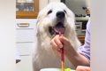 おばあちゃんがご飯…の画像