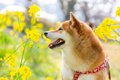犬に絶対NGな『春の…の画像
