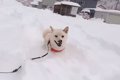 尊いが過ぎる…！雪の…の画像