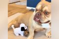 新たに子犬を飼うた…の画像