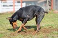 愛犬のストレスサイ…の画像