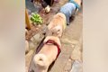パグ犬３匹とお散歩→…の画像