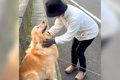 犬が散歩中におばあ…の画像