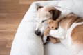 犬が『快適に眠れる…の画像