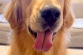 妹が大型犬に『ハロ…の画像