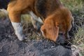 愛犬が夢中で地面を…の画像