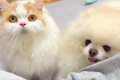 犬と猫に『久しぶり…の画像