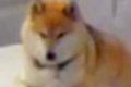 お留守番中の犬が心…の画像