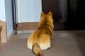 犬が『飼い主の帰り…の画像