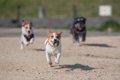 犬に必要な純粋運動…の画像