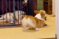 新入り子犬へ『可愛…の画像