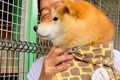 動物園で初めて『ト…の画像