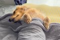 『犬に一生赤ちゃん…の画像