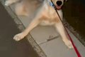 子犬を散歩して40分…の画像