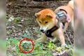 ビビリな犬が『初め…の画像