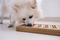 犬に『新しいゲーム…の画像