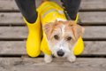 犬が雨に濡れたら毎…の画像