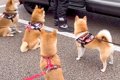 犬たちが『推しの出…の画像