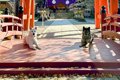 神社で活躍する『み…の画像