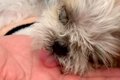 18年生きた老犬→心音…の画像