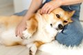 犬が『触られたくな…の画像